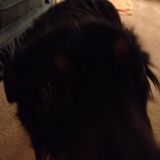 Departed Pets: Dreams, Synchronicities and the Other Side