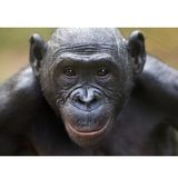 010.2 Bonobos