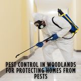 Pest Control in Woodlands for Protecting Homes From Pests