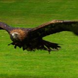 Wind Farm Applies for First Golden Eagle ‘Take Permit’
