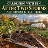After Two Storms: Allotment Check-Up, New Project & Dwarf Fruit Trees