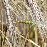 Le journal du 23 janvier 2026 - Journée mondiale de l’écriture manuscrite : rappel de son rôle dans l’apprentissage