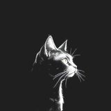 When Cats Were Burned, Hanged, and Blamed for Treason