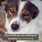 Episode 9: If you think you are working on emotions you are wrong