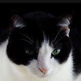 S130E9: They Often Tolerate It For Attention And Food - Emmy Hikins On The Right Way To Stroke Cats