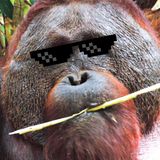Gli Oranghi sono Brutte Persone - Etologia
