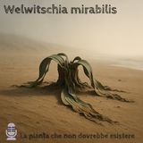 🎙️Fuori Scala #10  - Welwitschia: la pianta immortale -