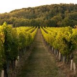 Tra vigneti e natura: arriva la prima Walk & Run by Carrara