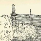De Geit en de Ram | Onbekende Sprookjes