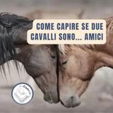 Come capire se due cavalli sono...amici