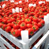 El tomate español queda rezagado en Europa ante Marruecos y Turquía
