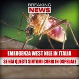 Emergenza West Nile in Italia: se hai questi sintomi corri subito in ospedale!