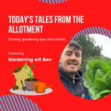 Today's tales from the allotment and garden