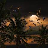 How Night Came | Jungle Stories