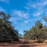 In Australia la rigenerazione forestale non incide sul sequestro di CO2