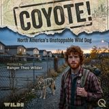 Coyote - Your Neighbor Has Four Legs and a Tail