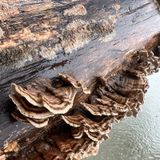 Episode 306 - Mitigating allelopathy with charcoal!