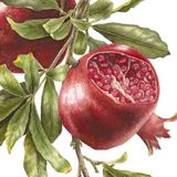 IL MELOGRANO - Punica granatum