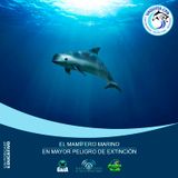 NUESTRO OXÍGENO El mamífero marino en mayor peligro de extinción – Dr. Lorenzo Rojas Bracho
