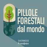 Pillole forestali dal mondo #01 - Il rinvio dell'EUDR e altre storie di dicembre