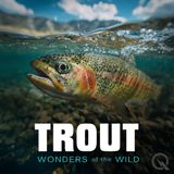 The Epic Life Journey of Trout - Birth to Spawning Migration