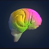 S55E3: What Part Of The Human Body Weighs Only 3 lb And Is Made Up Only Of Fats, Proteins And Water