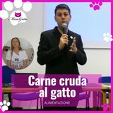 Dieta Barf per gatti: cosa dice Valerio Guiggi, Veterinario nutrizionista