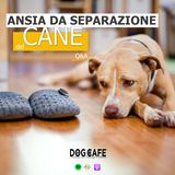 117 - Ansia da separazione del cane q&a