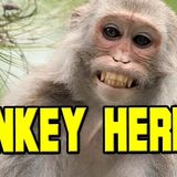 Killer Monkey Herpes!