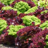 Lattuga: molto più di una semplice insalata