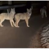 Terzetto di lupi a “passeggio” in strada sopra Tonezza del Cimone – IL VIDEO