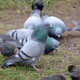 Justice, radio partenaire et élevage de pigeons (le Niger sur Kalangou)