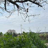 La filiazione