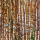 Cana-de-açúcar: safra 25/26, queda na rentabilidade e ajustes no setor | BBcast Agro - 10/02/2026