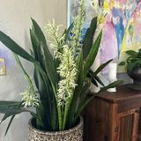 Episode 276 - Does Sansevieria stress-bloom?