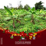 NUESTRO OXÍGENO Cultivos de banano un alimento nutritivo y exquisito – Ing. Yorlan Díaz