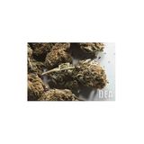THE COOL CRITICS / WEED Re-VISITED (Marijuana)