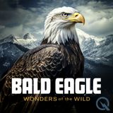 Bald Eagles- A Conservation Success Story