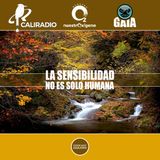 NUESTRO OXIGENO La sensibilidad no es solo humana (Arboles)