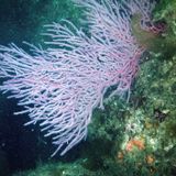 Ecología de Todos: Viaje al fondo del mar con El Potosí Submarino
