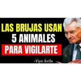 5 animales asociados a la brujería y la vigilancia espiritual: lo que dice la Biblia - Predicaciones Cristianas