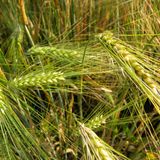 Rese dei cereali il fattore clima le ha ridotte fino al 13% in 50 anni