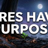 Shocking Facts About Wildfires You Need To Know Right Now