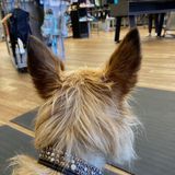"Riley" the Shoe Store Dog