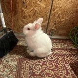 White Rabbit Symbolism