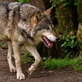 Noticias del sector: El Gobierno quiere proteger al lobo en toda España