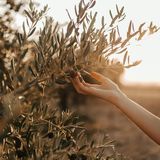 Oliva Taggiasca: il piccolo anti-infiammatorio che si scioglie in bocca