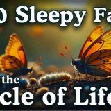 The Circle of Life _ 100 Facts to Fall Asleep To _ No Adverts