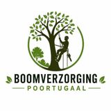Alles wat je moet weten over boomverplanting