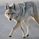 JP Woman Describes Being Followed By Coyotes With Her Dogs In Franklin Park